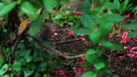A squirrel is searching for something in the ground Stock Footage 316241296
