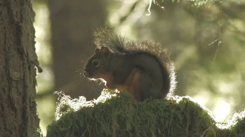Squirrel seating on a stump Stock Footage 622584