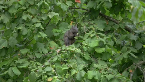 Squirrel seating on the tree and eating hazelnut. Stock-Footage 93198084