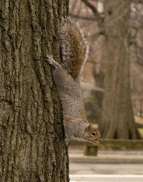 A squirrel is seen hanging upside down from the trunk of a tree, showcasing i Stock Photos