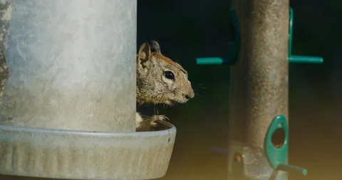 A squirrel seen at Kenneth Hahn in Los Angeles, California Stock Footage 115081975