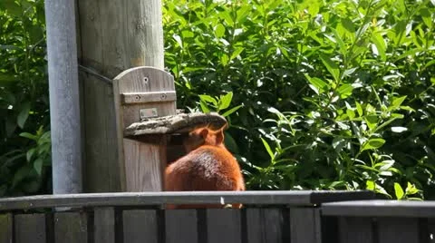 Squirrel selfservice Stock Footage