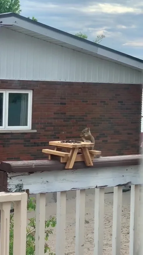 Squirrel Shows off Perfect Table Manners, Tiny, Ontario, Canada - 01 Jan 1970 Stock Footage 205351780