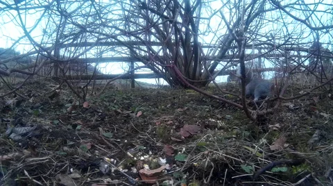 Squirrel in shrubbery 03 Video stock 47204858