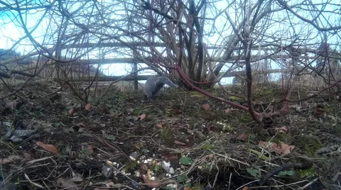 Squirrel in shrubbery 04 Stock Footage 47214930
