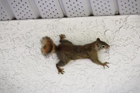 A squirrel of the side of a stucco wall Stock Photos