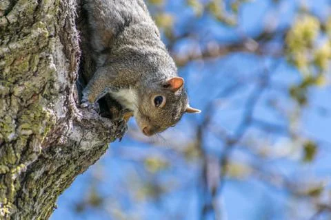 Squirrel on side of tree Stock Photos
