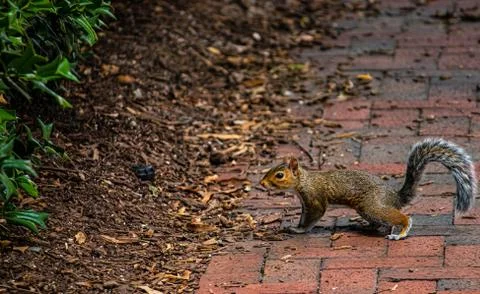 Squirrel on the sidewalk AJPhotography.VA Stock Photos