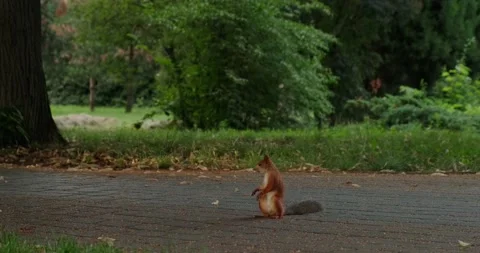 Squirrel on the sidewalk in the park Stock Footage 156865462