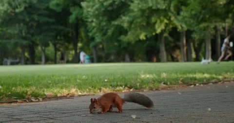Squirrel on the sidewalk in the park Stock Footage 156865463