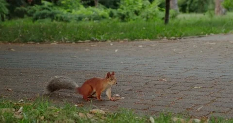 Squirrel on the sidewalk in the park Stock Footage 156865506