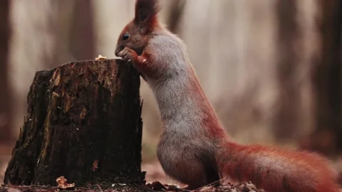 Squirrel sideways eats a walnut in the forest macro shot Stock Footage 231468663