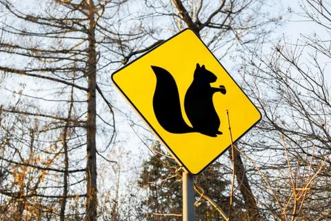 Squirrel sign on a forest background Stock Photos