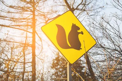 Squirrel sign in the forest Stock Photos