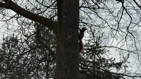 Squirrel silhouette running under tree Stock Footage 333577155