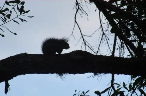 Squirrel Silhouette in a tree Stock Photos