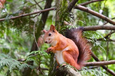 Squirrel sit on the branch Stock Photos