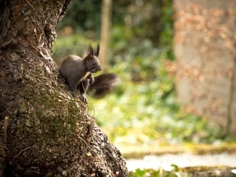As squirrel sit on a tree and looking around the corner at spring Stock Photos