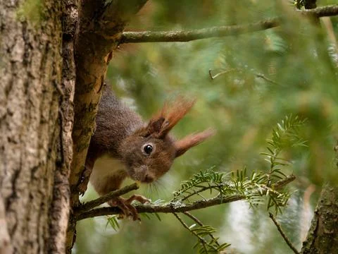 As squirrel sit on a tree and looking around the corner at spring Stock Photos