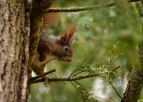 As squirrel sit on a tree and looking around the corner at spring Stock Photos