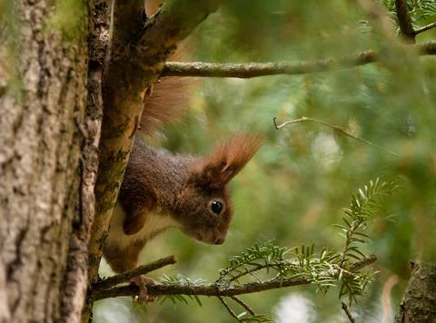 As squirrel sit on a tree and looking around the corner at spring Stock Photos