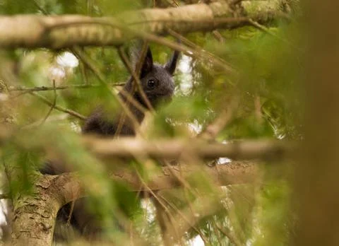 A squirrel sit in a tree looking around in jena Stock Photos