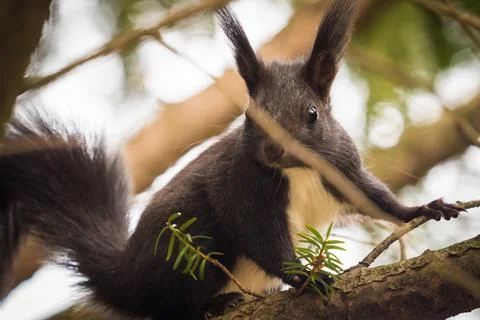 A squirrel sit in a tree looking around in jena Stock Photos