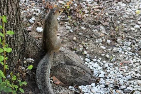 Squirrel sit on The Tree  Stock Photos