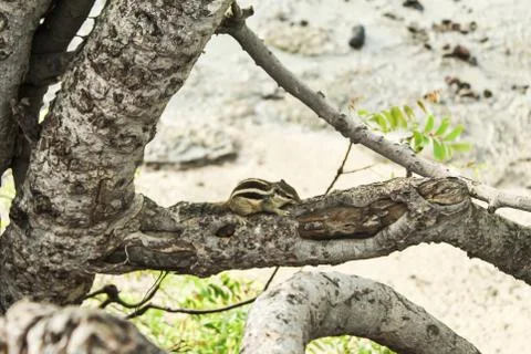 Squirrel siting on a tree. Stock Photos