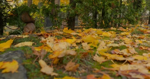 The squirrel sits and gnaws nuts - 1 Stock Footage 118706717