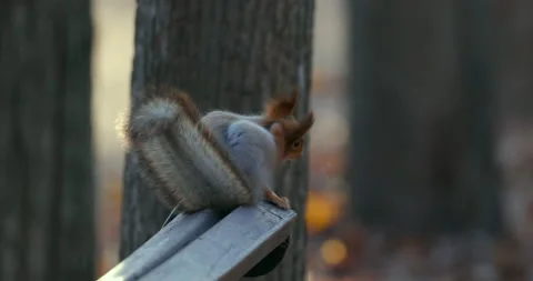 Squirrel sits and scratches Stock Footage 221274873