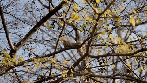 Squirrel sits on a autumn tree branch Stock Footage 82927333