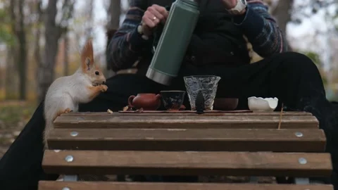 A squirrel sits on a bench next to a man and eats a nut Stock Footage 229860173
