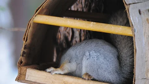 A squirrel sits in a bird feeder in a natural park and eats sunflower seeds. Video stock 105303606