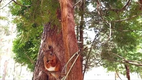 A squirrel sits on a branch and eats seeds. Squirrel in the city park near the Stock Footage 251635760