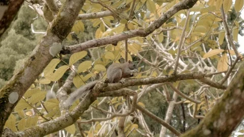 A squirrel sits on a branch and eats food, another squirrel runs by  Stock Footage 303176890