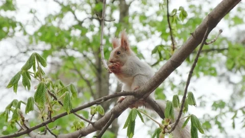 A squirrel sits on a branch Vidéo 180499192