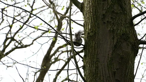 A squirrel sits on a branch, high in the tree in Sefton Park Stock Footage 304883239