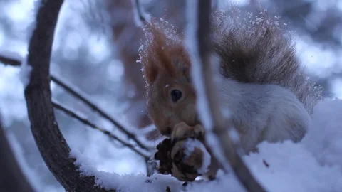 Squirrel sits on a branch in the winter forest and eats a cone. Stockbeeldmateriaal 121031377