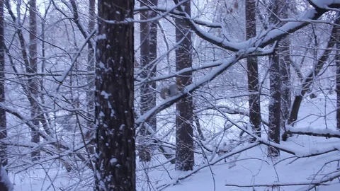 Squirrel sits on a branch in the winter forest and eats a cone. Stock Footage 121031623