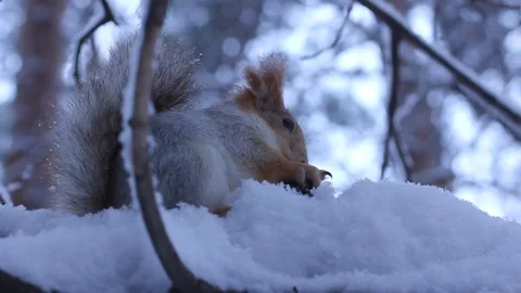 Squirrel sits on a branch in the winter forest and eats a cone. Stock Footage 121031746