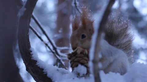 Squirrel sits on a branch in the winter forest and eats a cone. Stock Footage 121031837