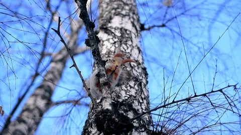 Squirrel sits on the branches of a tree in winter. Stockbeeldmateriaal 105527736