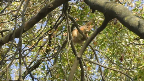 Squirrel sits on branches of trees, breaths, looks in lens or camera, close up Stock Footage 107770818