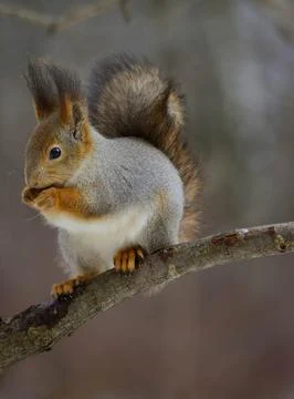 The squirrel sits on a branches in the winter or autumn. Eurasian red squirrel Stock Photos