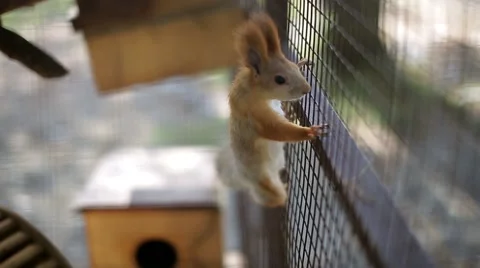 Squirrel sits on a cage Stock Footage 68081293