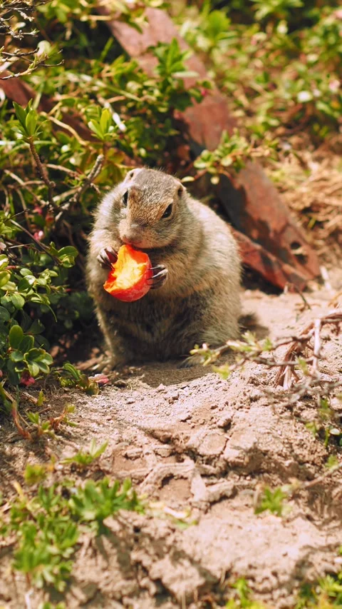 A squirrel sits contently in a garden, munching on a piece of food amidst lush Stockbeeldmateriaal 312463950