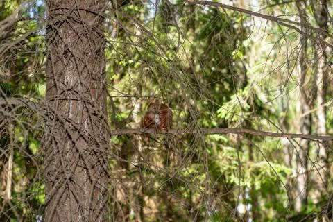 Squirrel sits on a dry branch of a tree and eats a nut Stock Photos