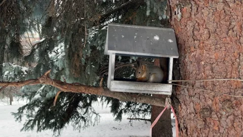 Squirrel sits eats in feeder in winter Stock Footage 221772402