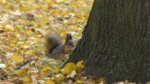 Squirrel sits on fallen leaves on ground, eats nut. Wild squirrel is jumping Video stock 107768315